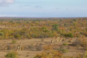 Giraffa Camelopardis Prints: Giraffe (Giraffa camelopardis) herd in autumn mopane veld