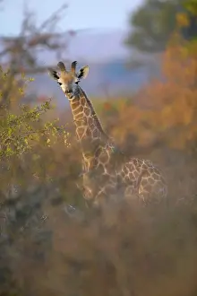 Feeding Prints: Giraffe (Giraffa camelopardis) juvenile amongst autumn foliage in veld