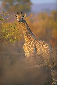 Rural Scene Prints: Giraffe (Giraffa camelopardis) juvenile amongst autumn foliage in veld