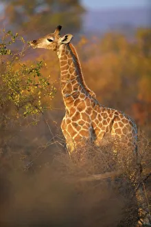 Browsing Prints: Giraffe (Giraffa camelopardis) juvenile browsing on autumn foliage in veld