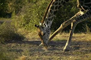 African Landsape Prints: Giraffe (Giraffa camelopardis) licking the ground for minerals