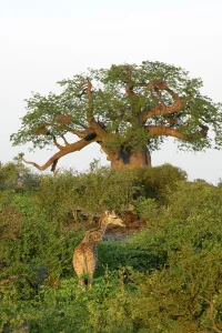 Giraffa Camelopardis Prints: Giraffe (Giraffa camelopardis) in veld in front of Baobab Tree (Andansonia digitata)