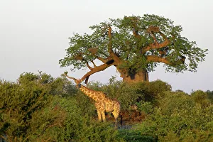 Giraffa Camelopardis Prints: Giraffe (Giraffa camelopardis) in veld in front of Baobab Tree (Andansonia digitata)