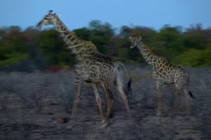 Giraffa Camelopardis Prints: Giraffe (Giraffa camelopardis) walking in veld at twilight