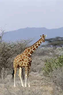 Standing Up Prints: Giraffe in wild