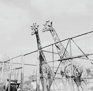Chain Link Fence Prints: Two giraffes in zoo