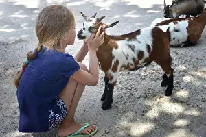 Holidays Prints: The girl looks at the red-haired goat kid nose to nose