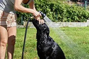 People In Nature Prints: girl with short hair showering labrador retriever black dog