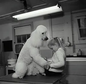 Sweater Prints: Girl trimming the nails of a French Poodle