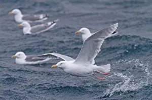 Marine Prints: Glaucous Gull (Larus hyperboreus) adult
