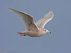 Seabirds Prints: Glaucous Gull (Larus hyperboreus) immature