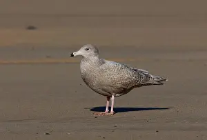 Juveniles Prints: Glaucous Gull (Larus hyperboreus) immature