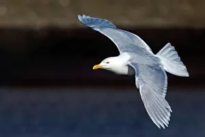 2022 Prints: Glaucous Gull, Larus Hyperborus