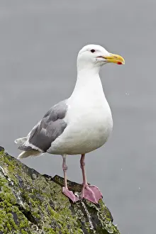 Focusing Prints: Glaucous_winged gull Larus glaucescens