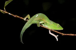 Lizard Prints: Glaws Short-Nosed chameleon (Calumma glawi) in montane rainforest understory
