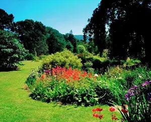 Republic Of Ireland Prints: Glenleigh Gardens, Co Tipperary, Ireland, Candelabra Primula