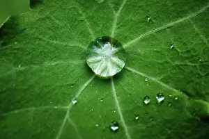 Polar Prints: Glimmering Water Droplets on Green Leaf After Rainstorm