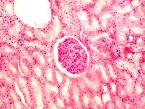 Microscopy Prints: Glomerulus human kidney. Magnification 400X