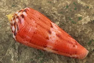 Florida Prints: glory-of-the-atlantic cone shell conus granulatus found offshore florida and west indies on rocks mostly uncommon