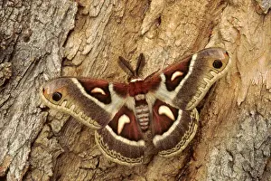 Perfect Prints: Glover's silk moth, among the largest and most beautiful giant silk moths of North America