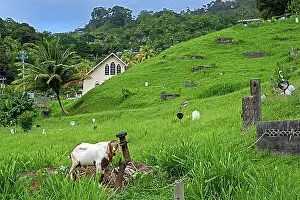 Feed Prints: Goat grazing among graves in cemetery at the village Charlotteville