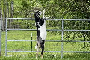 Pasture Prints: Goats stand up on hind legs to eat leaves from a small tree in north Idaho