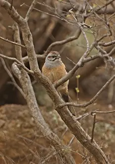 Chinese Prints: Godlewski's Bunting (Emberiza godlewskii) adult