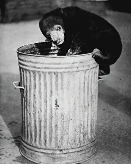 Trash Prints: Here Goes! -- Sally, young Malay bear at the London Zoo