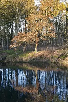 Waves Prints: gold and brown colors in forest n holland with reflection in the water