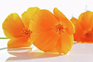 Poppy Prints: Gold poppy flowers on white background, close up