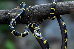 Dangerous Prints: The gold-ringed cat snake in various position