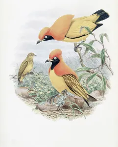 John Gould Prints: Golden Bird Of Paradise John Gould (1804-1881 British)