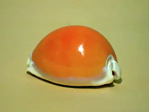 South Pacific Prints: Golden Cowrie, or Bulikula, from Fiji