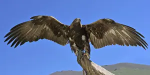 Spread Wings Prints: Golden Eagle (Aquila chrysaetos) with open wings