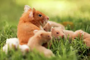 Rodent Prints: golden hamster or Syrian hamster, (Mesocricetus auratus) with her young litter on the lawn