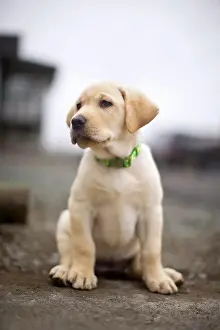 Domestic Dogs Prints: Golden labrador puppy sitting on a footpath