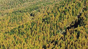 Coniferales Prints: Golden larch forest near Zermatt