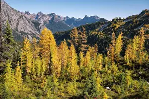 Mountains Prints: Golden larches in the north cascade mountains
