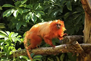 Tropical Prints: golden lion tamarin among the vegetation of a tropical jungle