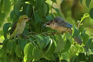 Crow Prints: Golden Oriole (Oriolus oriolus) and Azure-winged Magpie (Cyanopica cyana) young