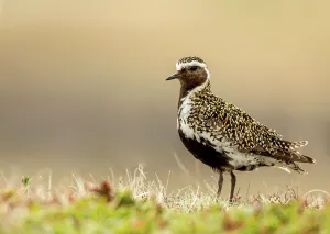 Shorebird Prints: Golden Plover ( Pluvialis apricaria) in summer plumage amongst grass