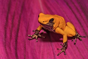 Frog Prints: Golden Poison Frog (Phyllobates terribilis) - captive