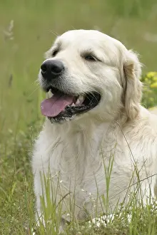 Hound Prints: Golden Retriever