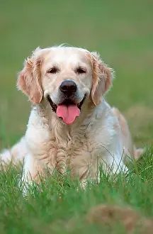 Domestic Dogs Prints: Golden Retriever