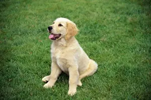 Obedient Prints: Golden Retriever