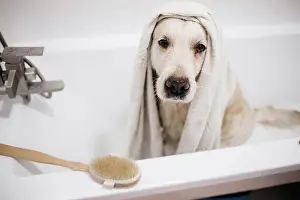 Fawn Prints: golden retriever bathing in the bathroom