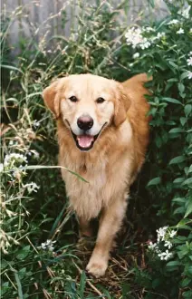 Adult Animal Prints: Golden Retriever lying on grass