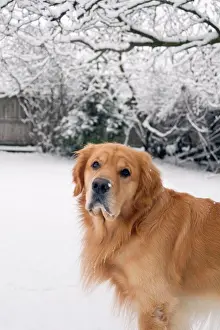 Weather Prints: Golden Retriever outdoors in the snow