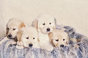 Breed Prints: Golden Retriever puppies in blanket