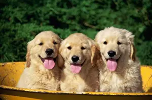 Three Animals Prints: Three Golden Retriever puppies in a tub